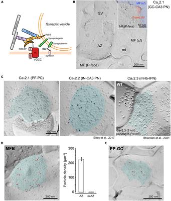 The Number and Distinct Clustering Patterns of Voltage-Gated Calcium Channels in Nerve Terminals